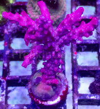 Load image into Gallery viewer, Red Devil Fingers Acropora – Frag