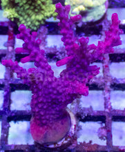 Load image into Gallery viewer, Red Devil Fingers Acropora – Frag
