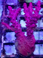 Load image into Gallery viewer, Red Devil Fingers Acropora – Frag