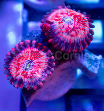 Carregar imagem no visualizador da galeria, Zoanthus “Salted Agave” – 1–3 Polyps