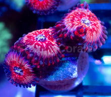 Carregar imagem no visualizador da galeria, Zoanthus “Salted Agave” – 1–3 Polyps