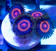 Load image into Gallery viewer, FC Solar Eclipse Zoanthus