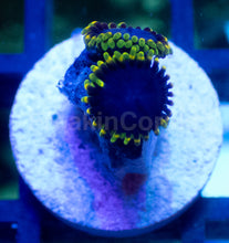 Carregar imagem no visualizador da galeria, FC Toxic Night Zoanthus