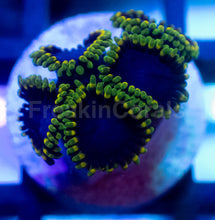 Carregar imagem no visualizador da galeria, FC Toxic Night Zoanthus