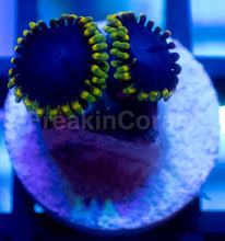 Carregar imagem no visualizador da galeria, FC Toxic Night Zoanthus