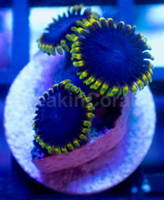 Carregar imagem no visualizador da galeria, FC Toxic Night Zoanthus
