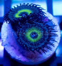 Load image into Gallery viewer, Mindblowing Palythoas – 2–5 Polyps