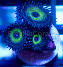 Load image into Gallery viewer, Mindblowing Palythoas – 2–5 Polyps