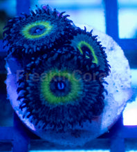 Load image into Gallery viewer, Mindblowing Palythoas – 2–5 Polyps