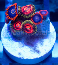 Load image into Gallery viewer, Frag Mix – Rainbow Incinerator &amp; Rainbow Hornet Zoanthus