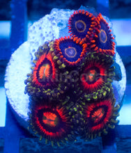 Load image into Gallery viewer, Frag Mix – Rainbow Incinerator &amp; Rainbow Hornet Zoanthus