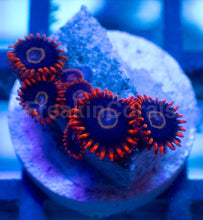 Carregar imagem no visualizador da galeria, Rainbow Hornet Zoanthus – Frag