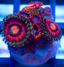 Load image into Gallery viewer, Frag Mix – Rainbow Incinerator &amp; Rainbow Hornet Zoanthus