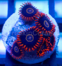 Carregar imagem no visualizador da galeria, Rainbow Hornet Zoanthus – Frag