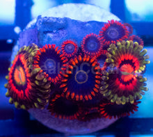 Load image into Gallery viewer, Frag Mix – Rainbow Incinerator &amp; Rainbow Hornet Zoanthus