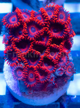 Load image into Gallery viewer, Superman Hornet Zoanthus – Frag