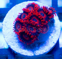 Load image into Gallery viewer, Superman Hornet Zoanthus – Frag