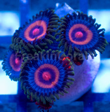 Load image into Gallery viewer, FC Solar Eclipse Zoanthus
