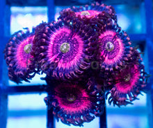 Carregar imagem no visualizador da galeria, Pink Zipper Zoanthus – Frag