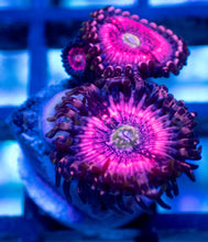 Carregar imagem no visualizador da galeria, Pink Zipper Zoanthus – Frag