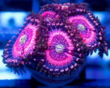 Carregar imagem no visualizador da galeria, Pink Zipper Zoanthus – Frag
