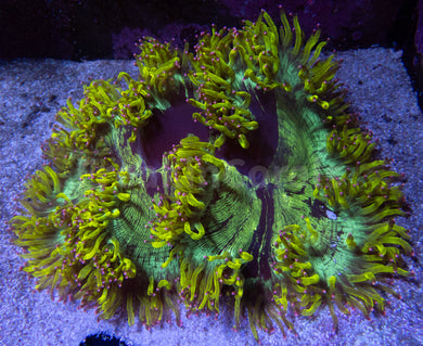 FK Toxic Yellow Cheronbyl Type Catalaphyllia (Ultra Color)