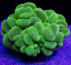 FK Toxic Green Plerogyra