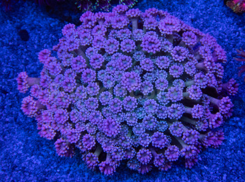 FK Pink Flamingo Gonipora Colony