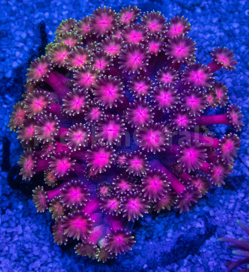 FK Touch of God Goniopora Colony (Collector Goniopora)