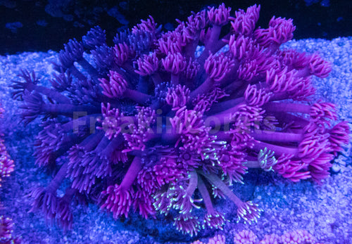 FK Three Color Pink, Yellow and Purple Goniopora (Collector Coral)