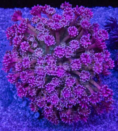 FK Ultra Pink Goniopora Colony