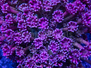 FK Ultra Pink Goniopora Colony