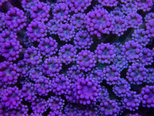 Load image into Gallery viewer, FK Pink Flamingo Gonipora Colony