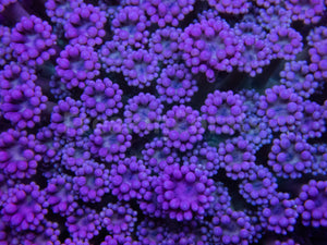 FK Pink Flamingo Gonipora Colony