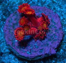 Load image into Gallery viewer, FK Glitter Inferno Goniopora Frag Aussie (Ultra Color)