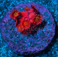 Load image into Gallery viewer, FK Glitter Inferno Goniopora Frag Aussie (Ultra Color)