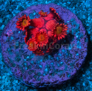 FK Glitter Inferno Goniopora Frag Aussie (Ultra Color)