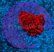 Load image into Gallery viewer, FK Glitter Inferno Goniopora Frag Aussie (Ultra Color)