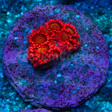 Load image into Gallery viewer, FK Glitter Inferno Goniopora Frag Aussie (Ultra Color)