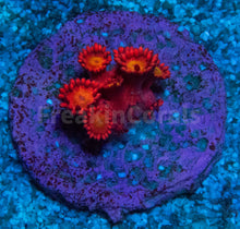 Load image into Gallery viewer, FK Glitter Inferno Goniopora Frag Aussie (Ultra Color)