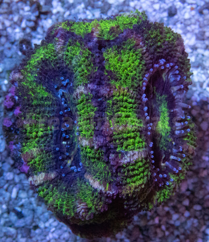 FK Green & Blue micromussa lordhowensis
