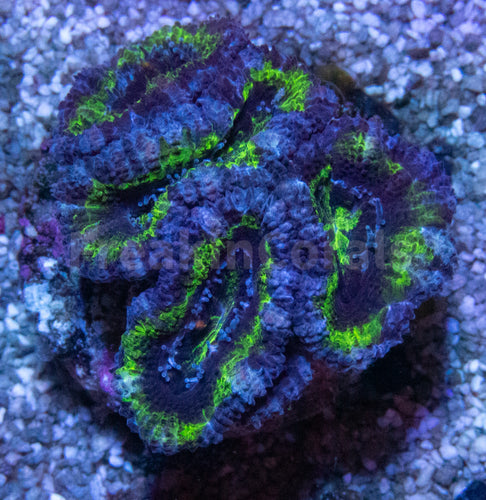 FK Green & Blue micromussa lordhowensis