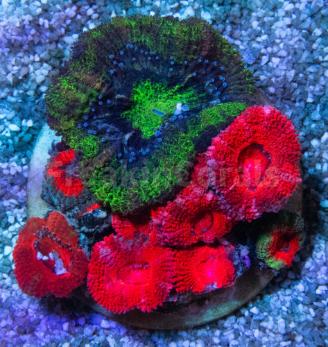 FK Mix micromussa lordhowensis