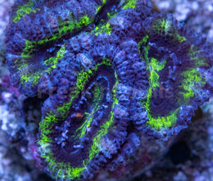 FK Green & Blue micromussa lordhowensis