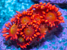 Load image into Gallery viewer, FK Glitter Inferno Goniopora Frag Aussie (Ultra Color)