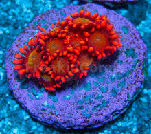 Load image into Gallery viewer, FK Glitter Inferno Goniopora Frag Aussie (Ultra Color)