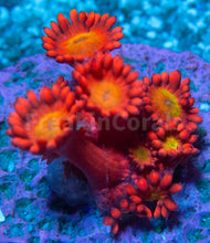 Load image into Gallery viewer, FK Glitter Inferno Goniopora Frag Aussie (Ultra Color)