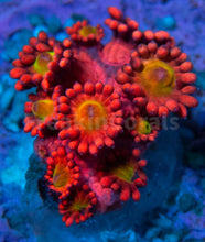 Load image into Gallery viewer, FK Glitter Inferno Goniopora Frag Aussie (Ultra Color)