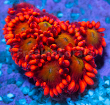 Load image into Gallery viewer, FK Glitter Inferno Goniopora Frag Aussie (Ultra Color)