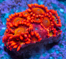 Load image into Gallery viewer, FK Glitter Inferno Goniopora Frag Aussie (Ultra Color)